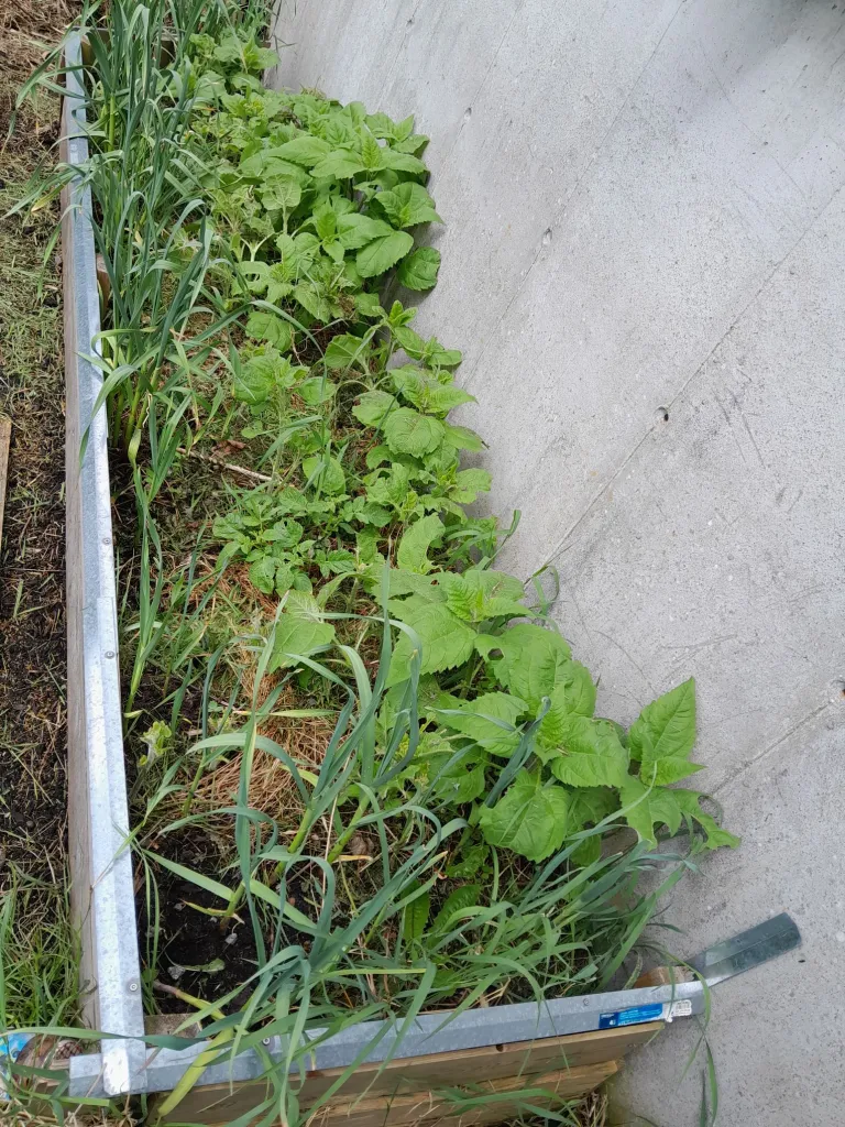DIY Raised Garden Beds