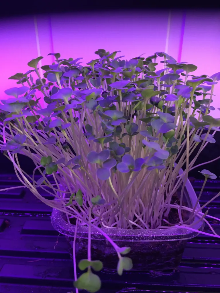 Broccoli Microgreens