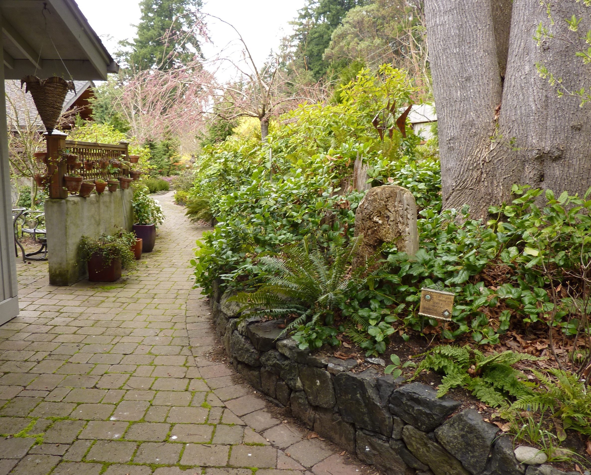 Garden in Washington native plants