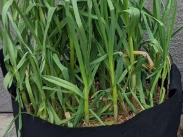 full grown garlic in growbag
