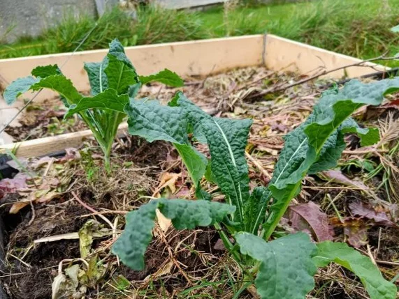 Kale plant with organic mulch