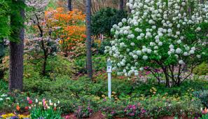 North Carolina gardening