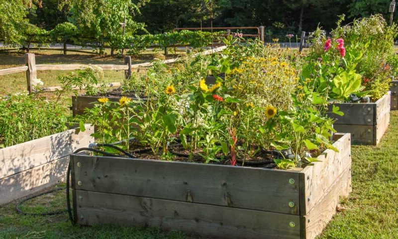 Oklahoma gardening