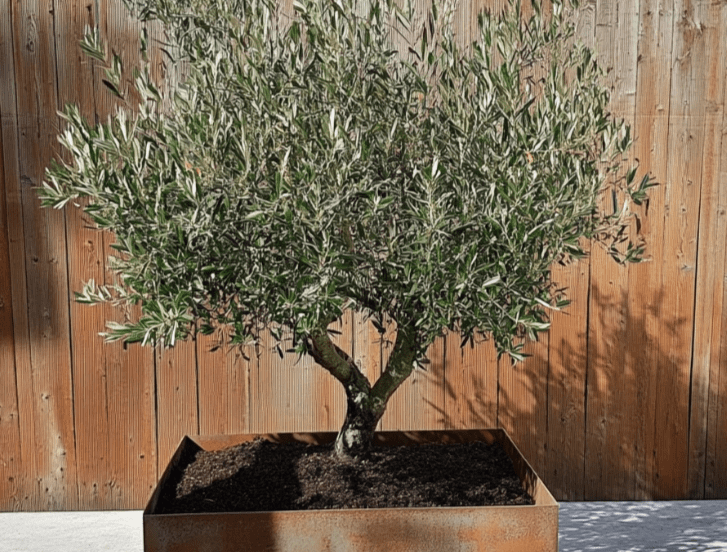 Olive tree in Corten Steel container