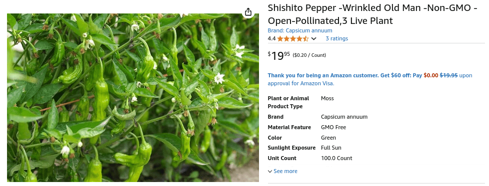 Shishito Pepper -Wrinkled Old Man live seedlings