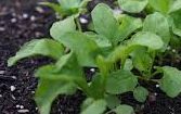 arugula seedling