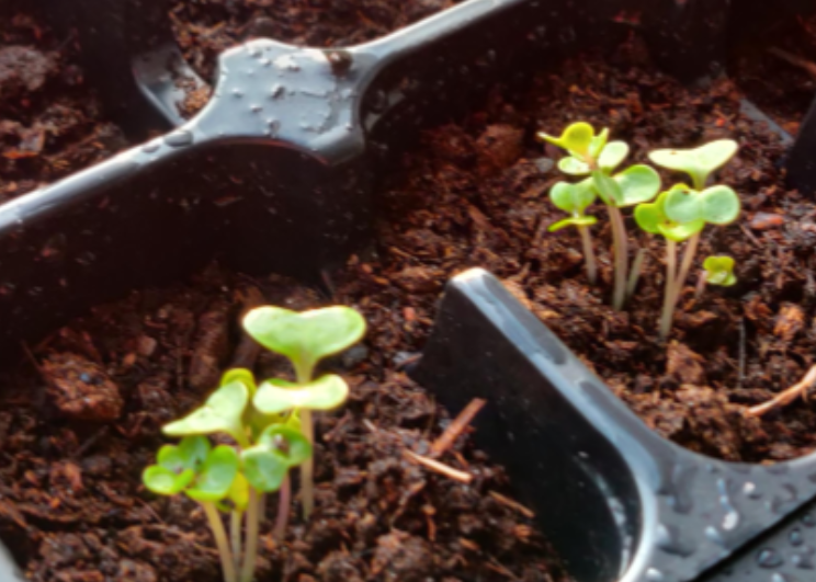 Sprouting seedlings