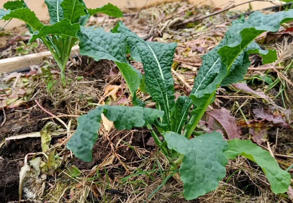 Raised bed plant