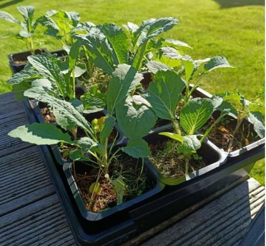 kale in the sun
