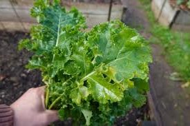 kale leaf