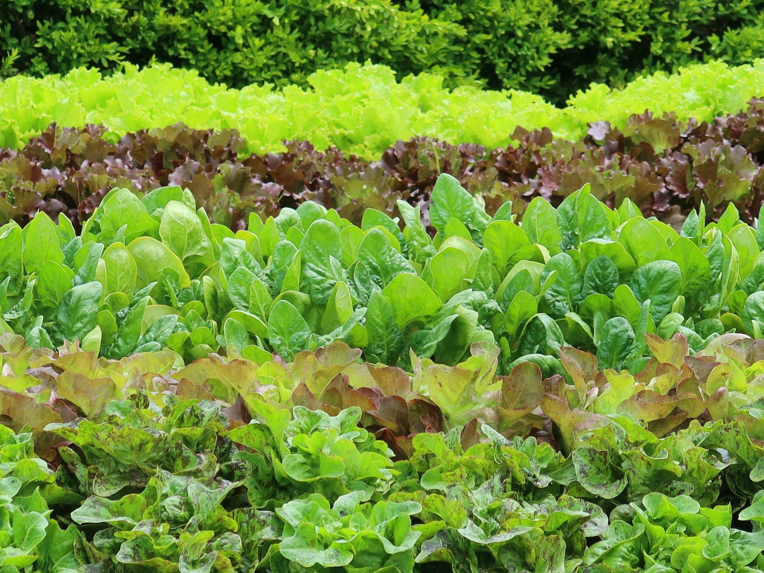 kansas gardening