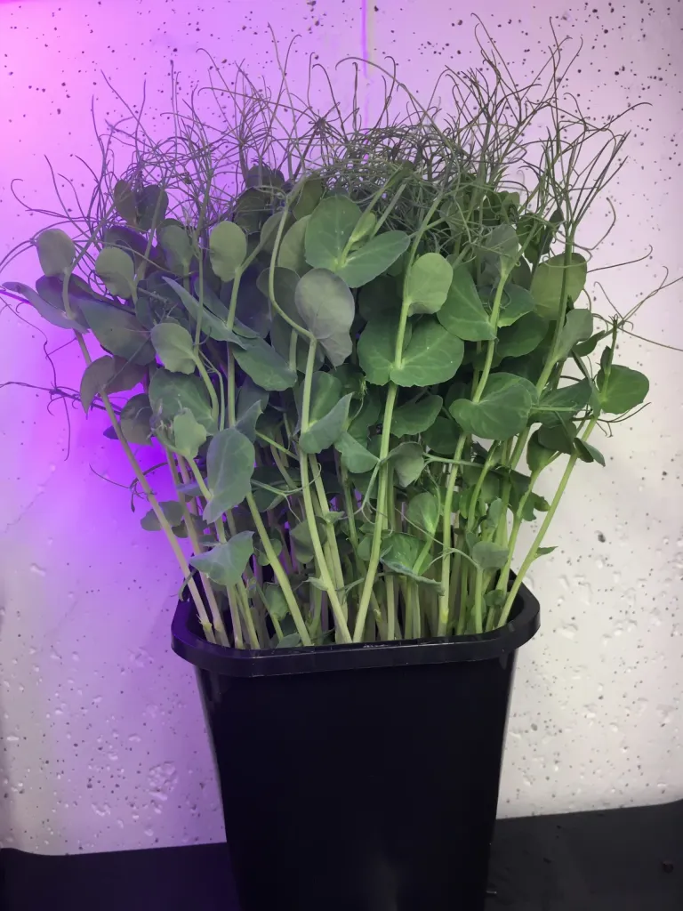 pea Broccoli