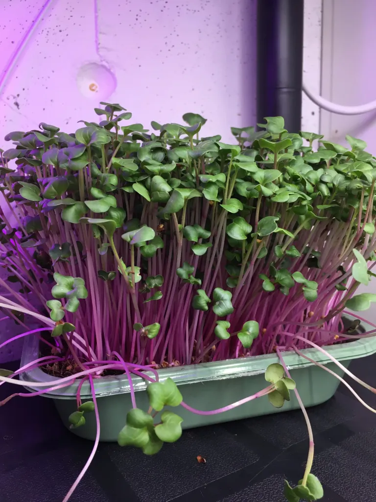 radish microgreens
