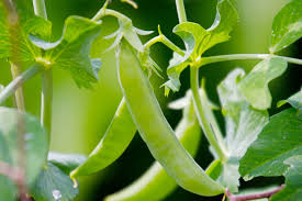 sugar snap peas