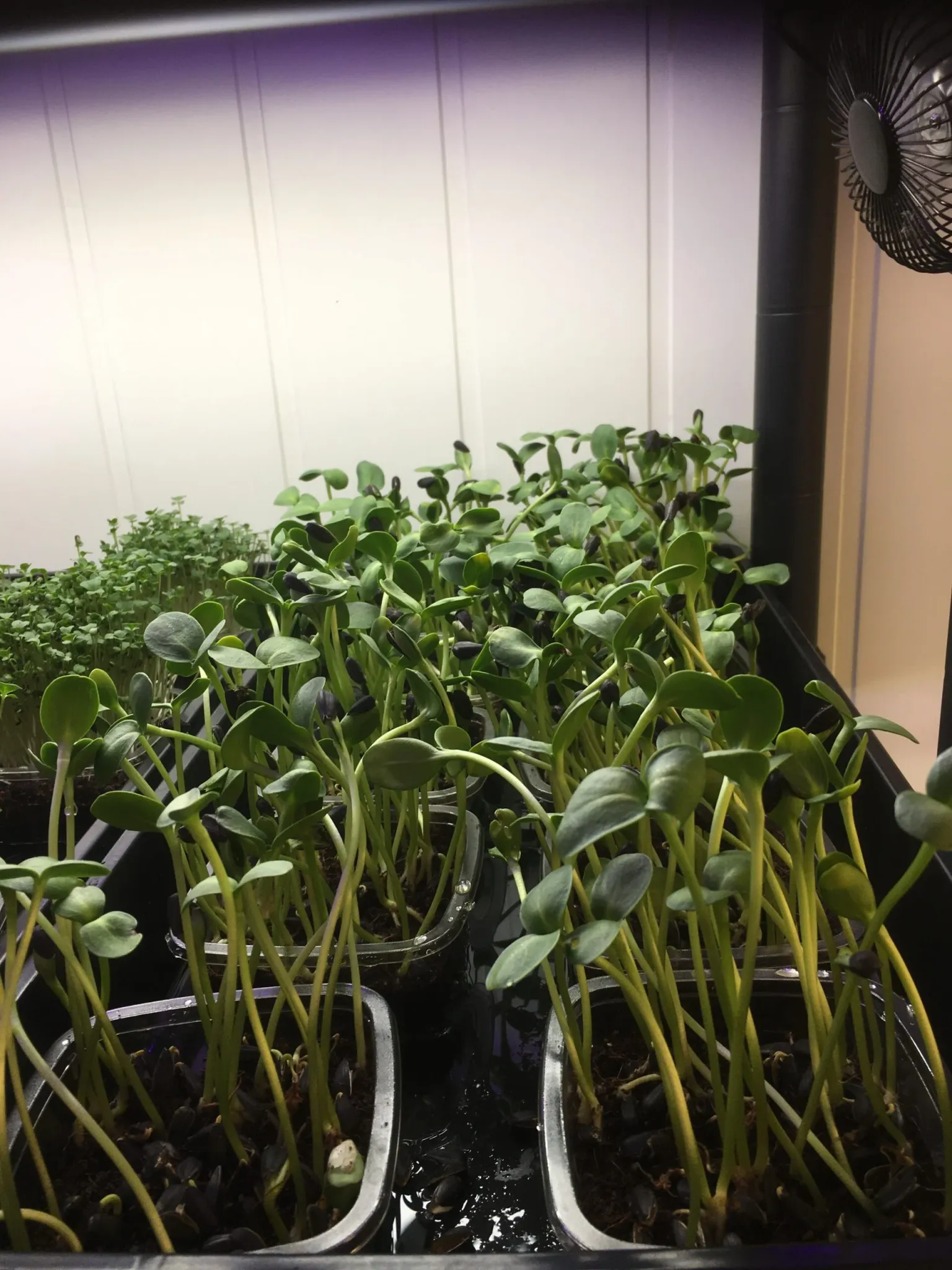 sunflower shoots