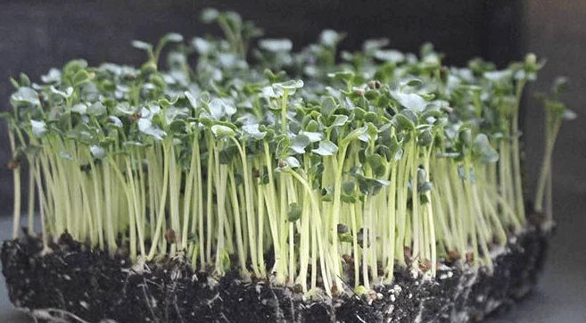 black tuskan kale Microgreens