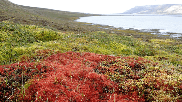 Picture of a minerotrophic fen in Adventdalen, Svalbard dominated by the moss species Bryum chryophyllum. By Lennart Nilsen.
