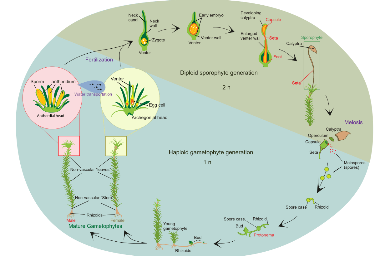 Life cycle of bryophytes - Learning Arctic Biology