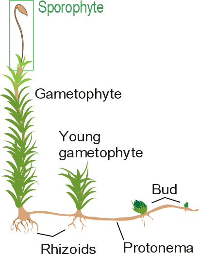 phylum bryophyta life cycle