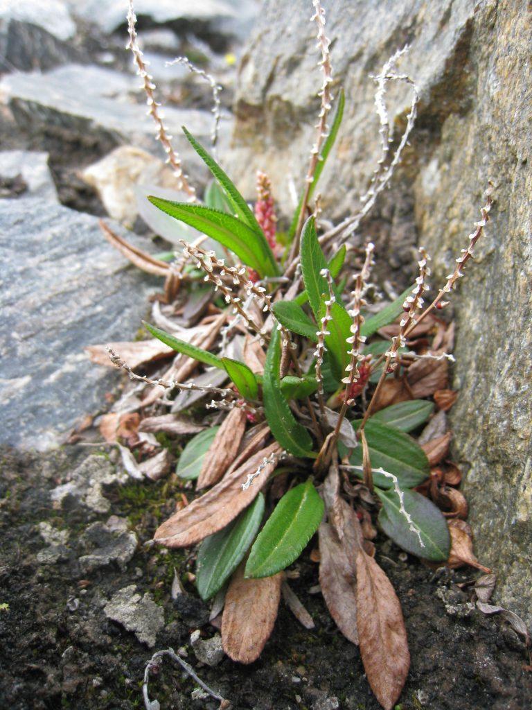 Bistorta vivipara with old leaves