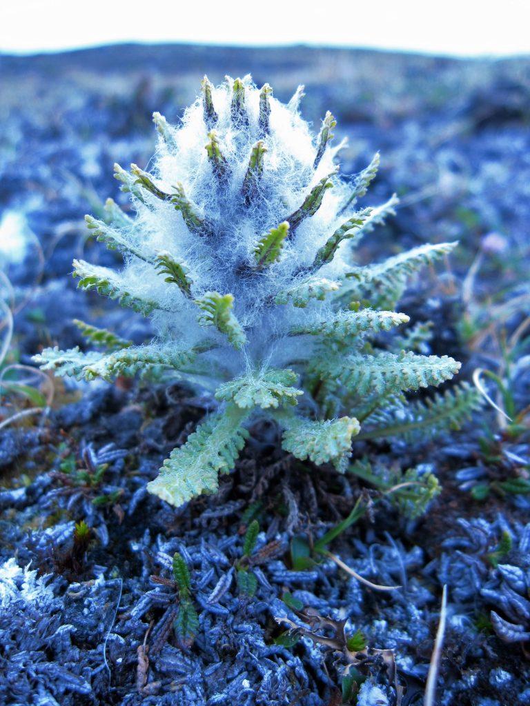 Pedicularis dasyantha