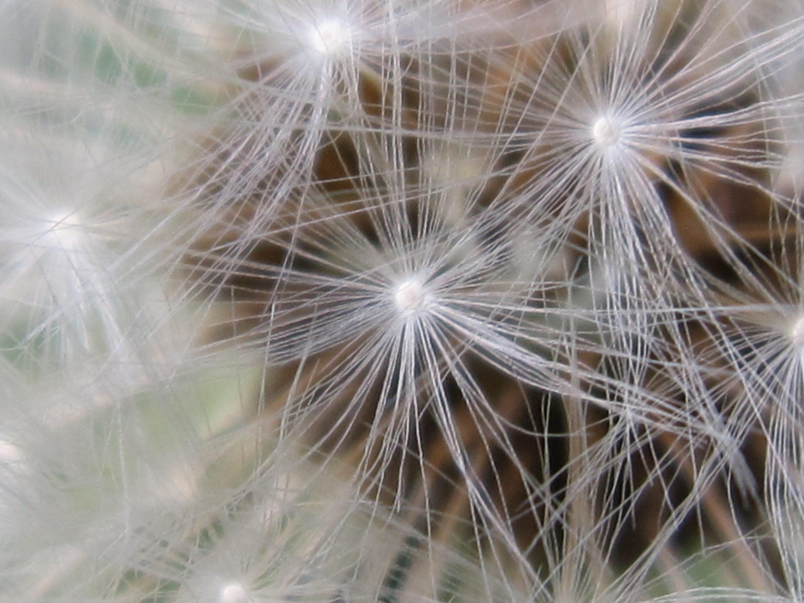 Taraxacum_seeds