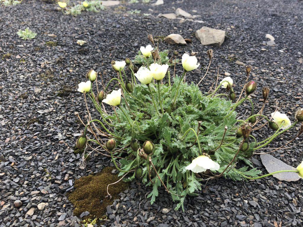 Papaver dahlianum leaves hair trapp water