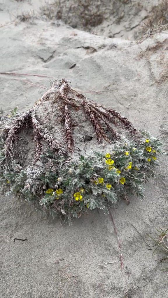 Potentilla pulchella root