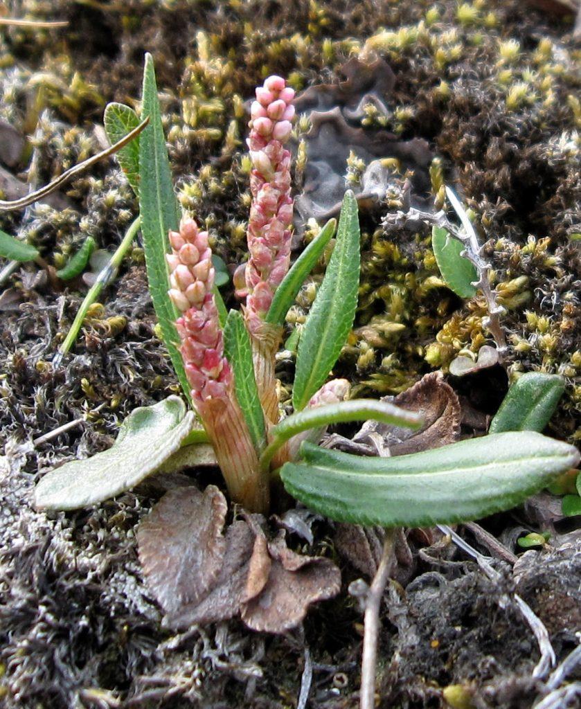 Bistorta vivipara with bulbils