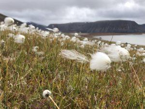 Cotton grass - Dispersal of seeds by wind Photo: Pernille Bronken Eidesen