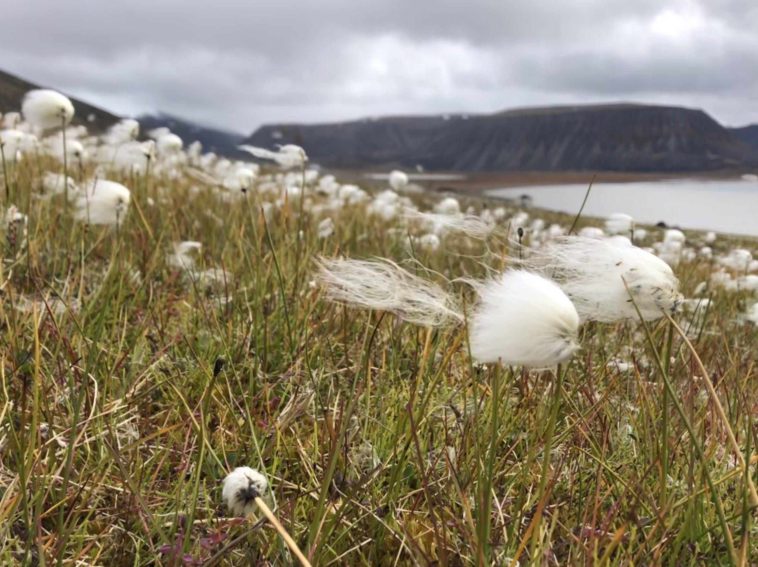 Cotton grass - Dispersal of seeds by wind Photo: Pernille Bronken Eidesen