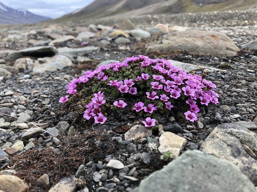 Saxifraga oppositifolia