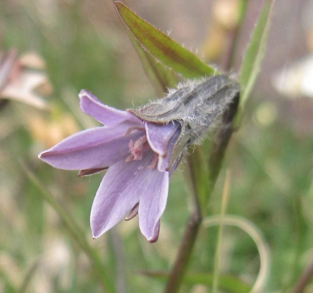 campanula