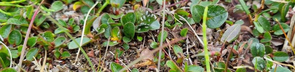 The aphid Sitobion calvulus