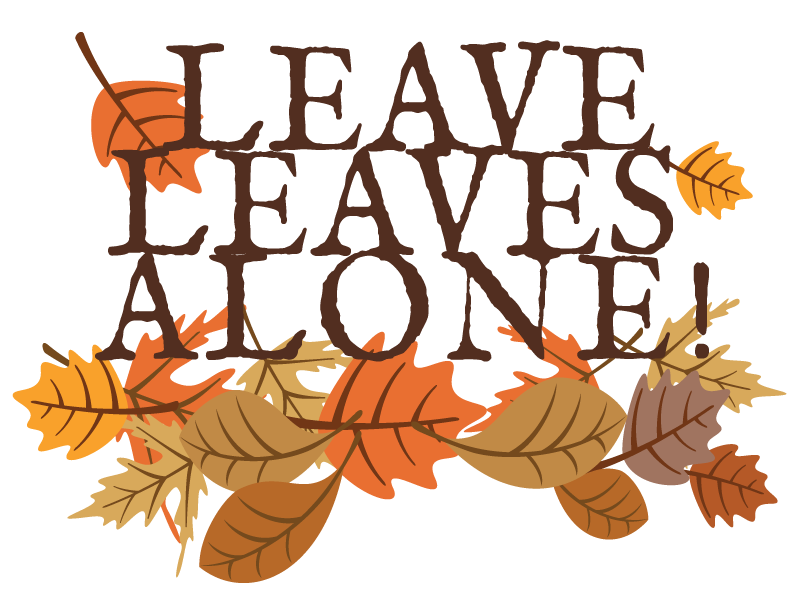 For a healthier yard, leave the leaves - The Current