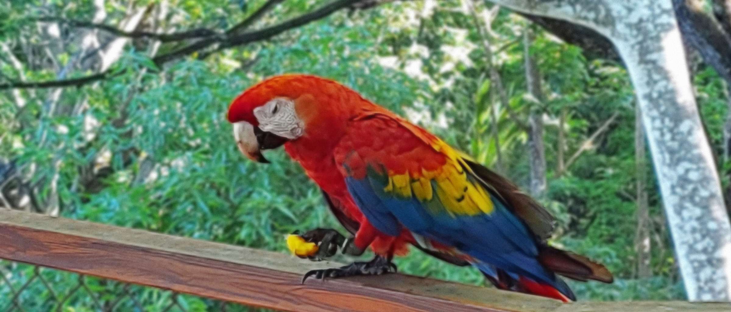 Papagei beim Frühstück auf einem Geländer