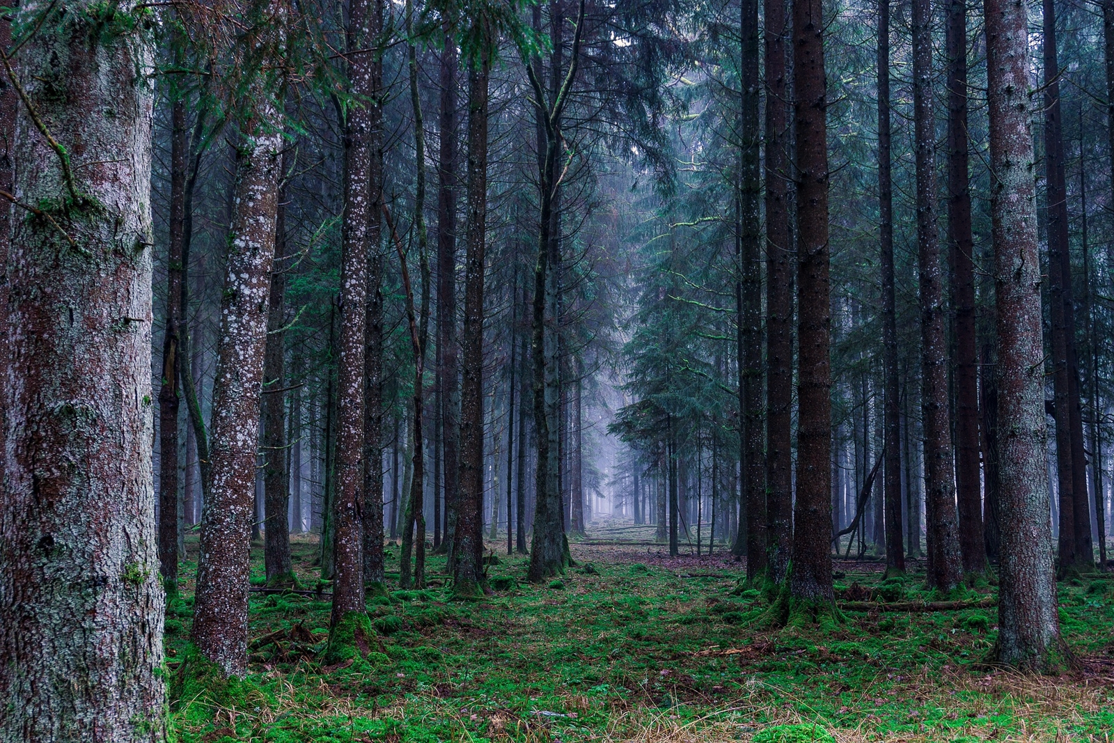 Guten_Morgen Wald Nadelbäume - LEDERTASCHENMANUFAKTUR