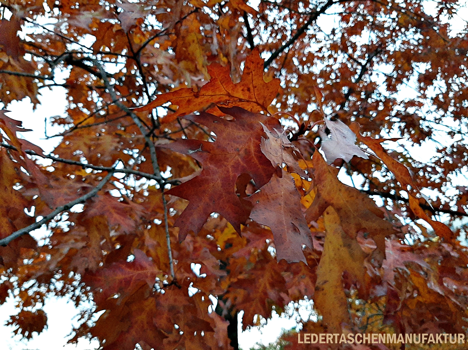 Rotes_Laub Herbst - LEDERTASCHENMANUFAKTUR