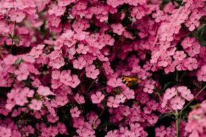 Bloemen Daguitstap - Ferm Leest