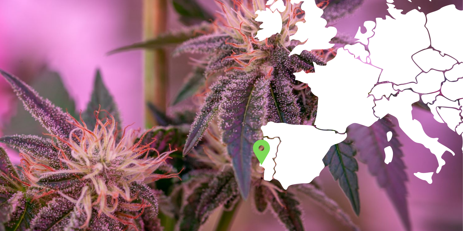 Better cannabis through collaboration: sharing the knowledge of Portugal and The Netherlands