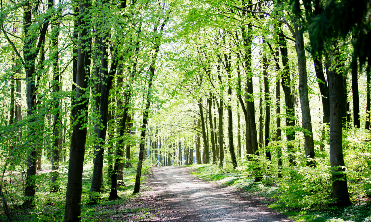 mindfull_slowwalk Skov Slow walk