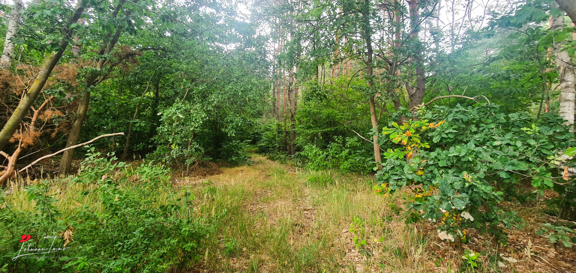 Wald_01