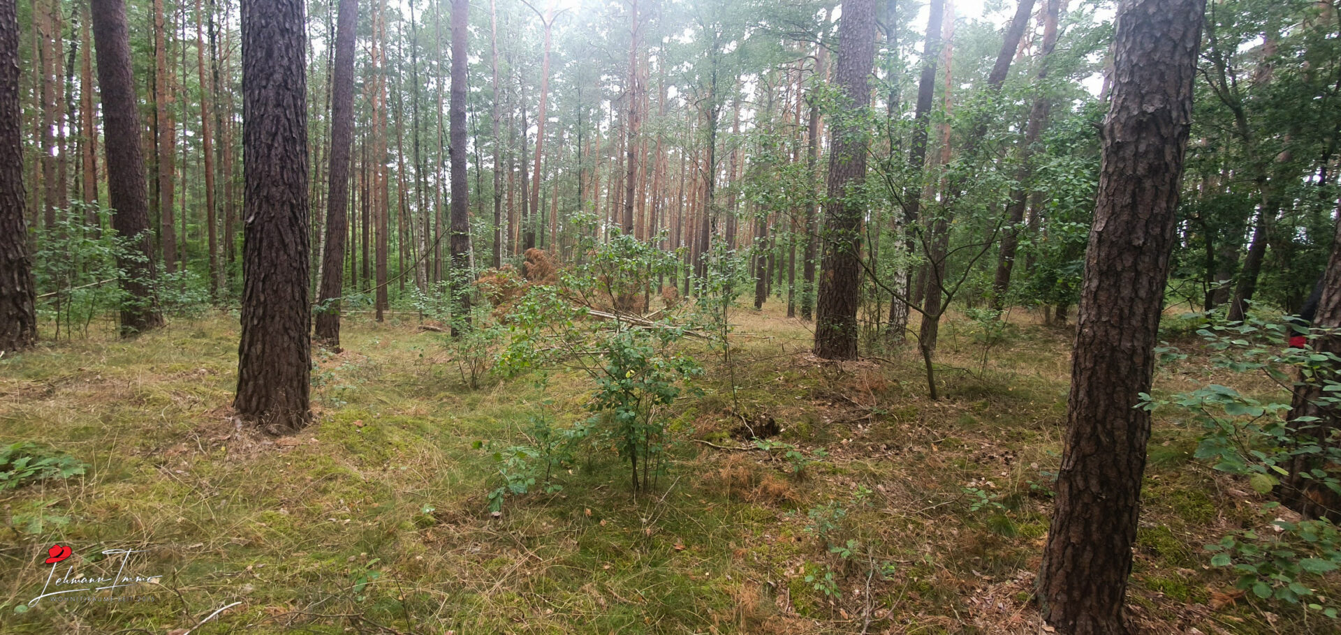 Wald_04