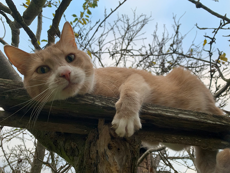 en röd katt som ligger i ett träd