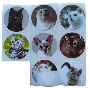 8 stickers kattfoton