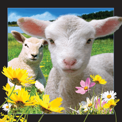 3D-lenticular-manufacturer-buy-online-shop-lamb