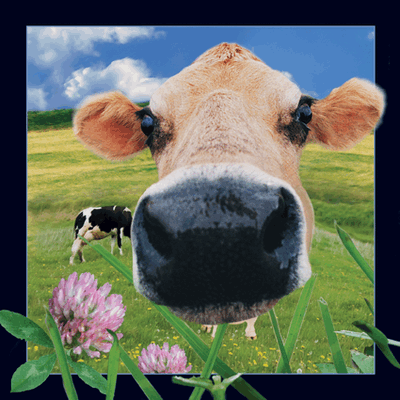 3D-lenticular-products-buy-online-shop-cow
