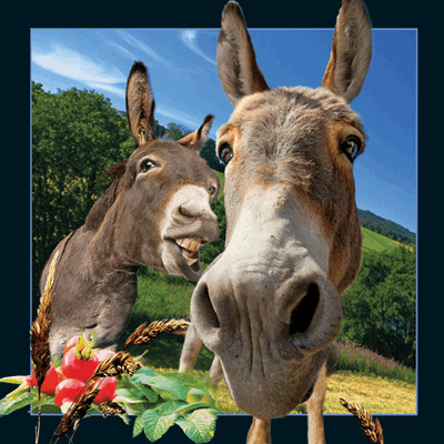 3D-lenticular-products-buy-online-shop-donkey