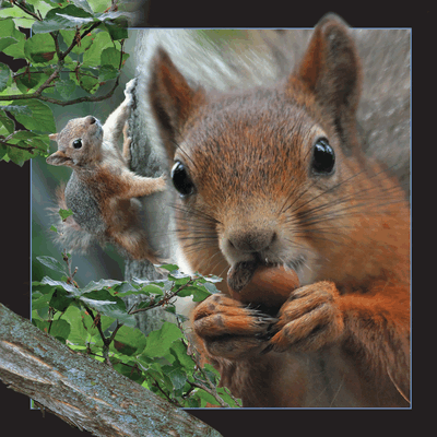 lenticular-3D-card-company-denmark-squirrel