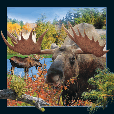 lenticular-3D-card-magnets-denmark-moose-bull